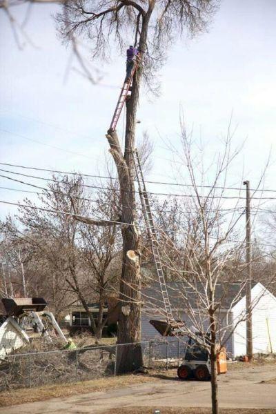 Foto Divertente: Scala appoggiata sul muletto per potatura albero