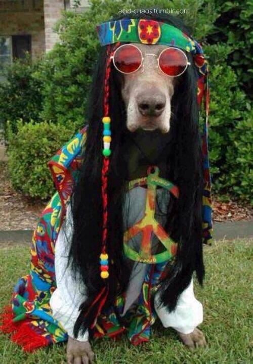 Foto Divertente: Cane vestito da Bob Marley