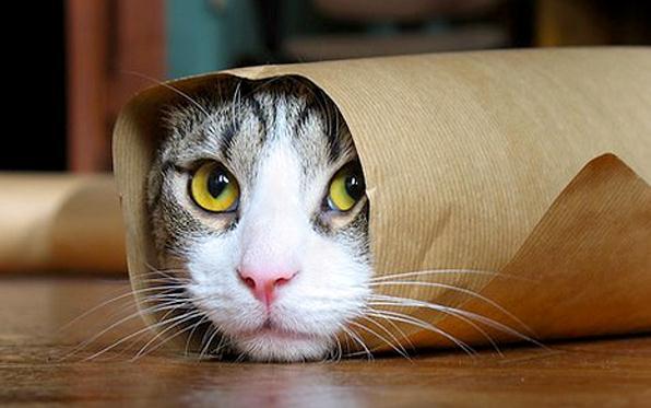Foto Divertente: Gatto incartato in un foglio