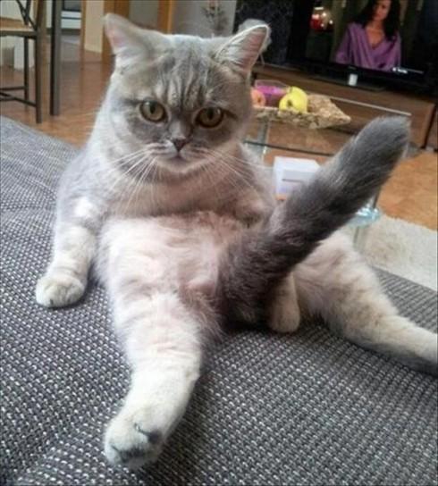 Foto Divertente: Gatto con coda molto irrigidita