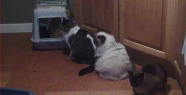 Gatti in fila per andare al bagno