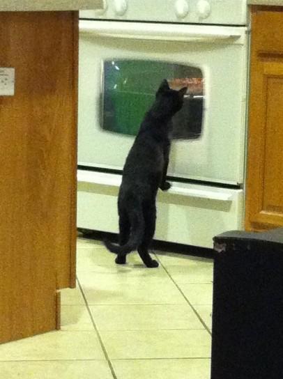 Foto Divertente: Gatto che controlla la cottura della torta in forno