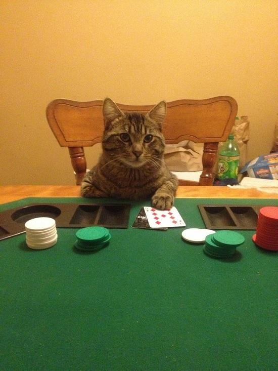 Foto Divertente: Gatto che gioca a carte
