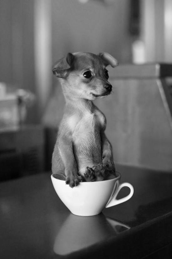 Foto Divertente: Cane dentro tazzina caffè