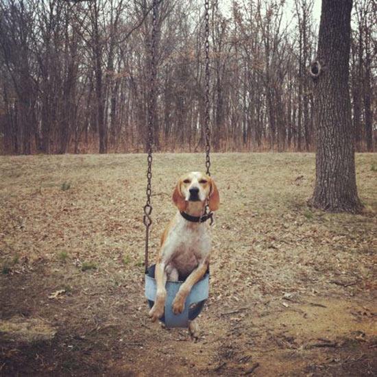 Foto Divertente: Cane sull'altalena