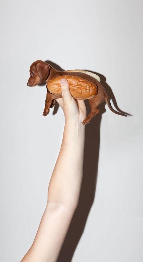 Foto Divertente: Hot doq con cane dentro panino