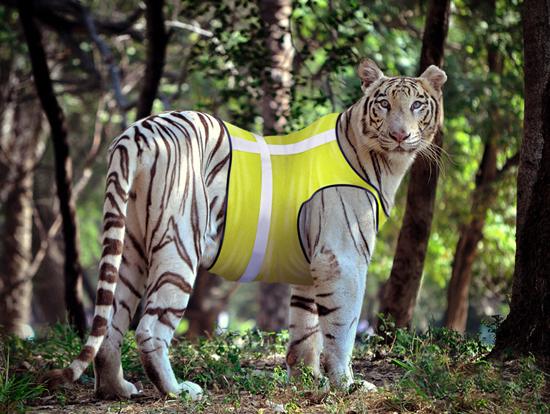 Foto Divertente: Tigre con gilet catarifrangente