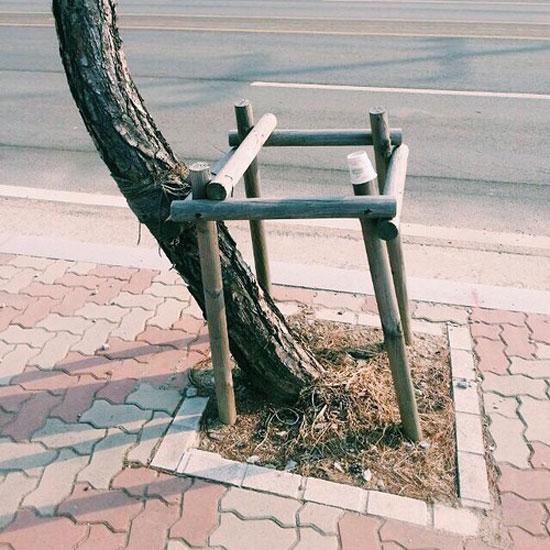 Foto Divertente: Albero cresciuto fuori dal sostegno