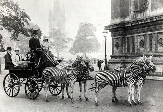 Foto Divertente: Zebre che trainano carrozza