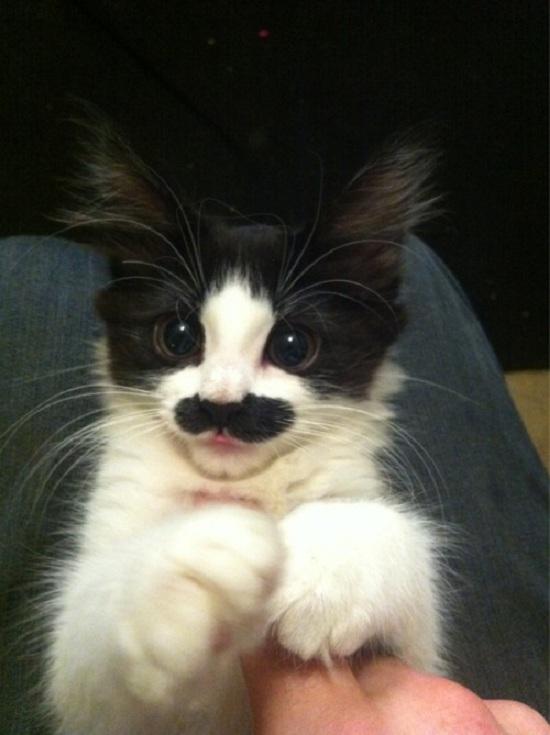Foto Divertente: Gatto con macchia sul muso che sembra abbia i baffi