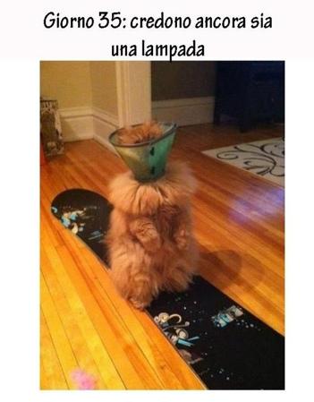 Foto Divertente: Gatto che senbra una lampada