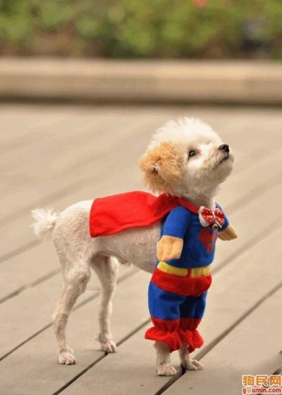 Foto Divertente: Cane con costume da superman