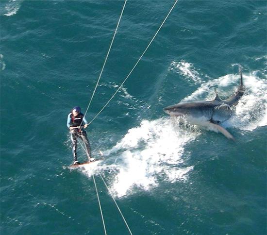 Foto Divertente: Surfista che sta per essere attaccato da squalo
