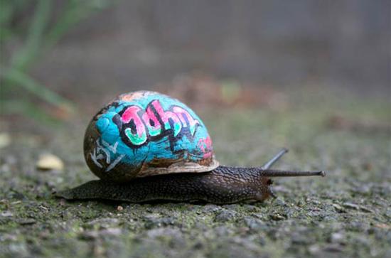 Foto Divertente: Lumaca con guscio dipinto street art
