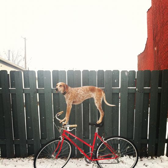 Cane in piedi sulla bicicletta