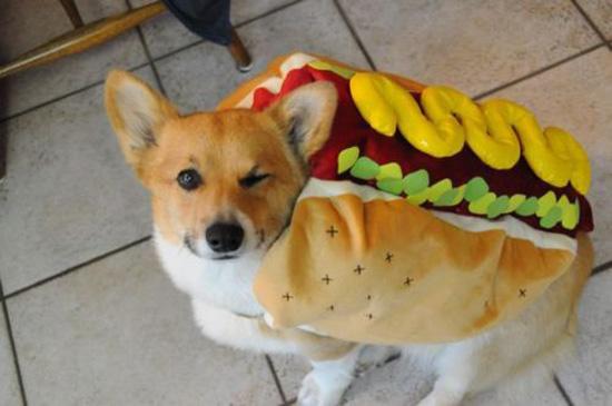 Foto Divertente: Cane vestito da hot dog