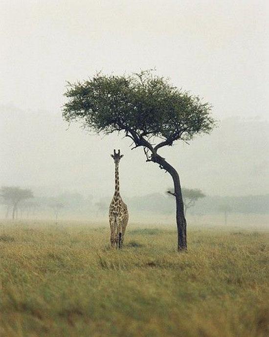 Foto Divertente: Albero che fa da ombrello ad una giraffa