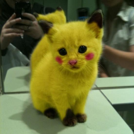 Foto Divertente: Gatto colorato come Pokemon
