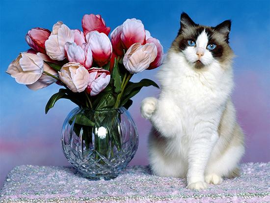 Foto Divertente: Gatto accanto a vaso di tulipani