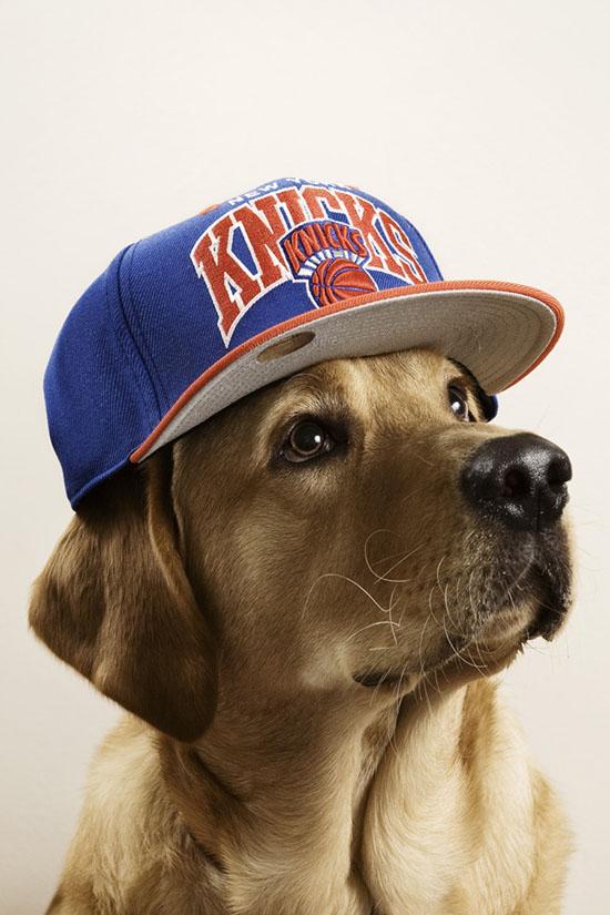 Foto Divertente: Cane con cappellino New York Knicks