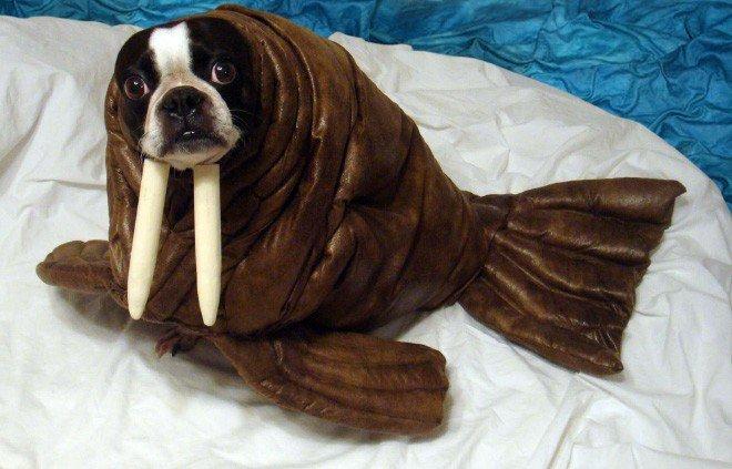 Foto Divertente: Cane con costume da tricheco