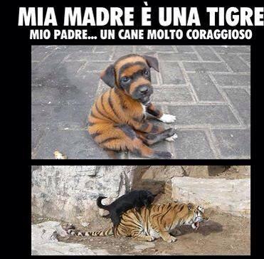 Foto Divertente: Cane che monta una tigre