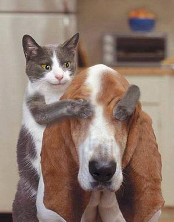 Foto Divertente: Gatto che tappa occhi a cane