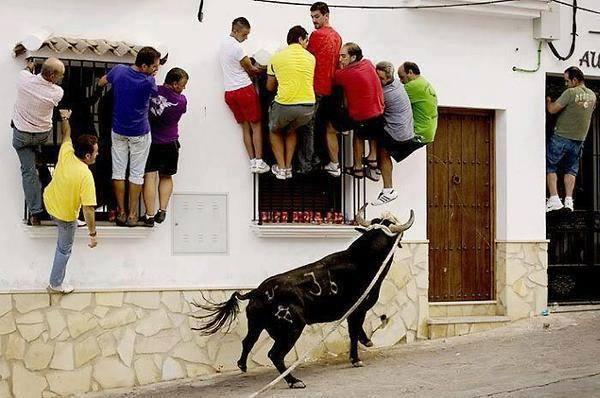 Foto Divertente: Persone che si arrampicano su finestre per paura di un toro