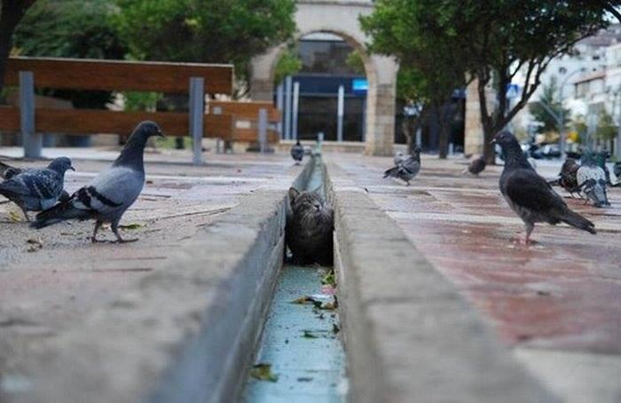 Foto Divertente: Gatto che si nasconde dai piccioni dentro canalino