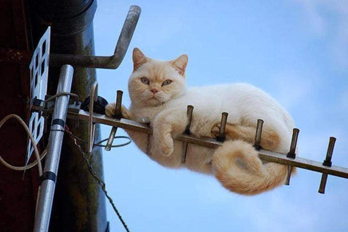 Foto Divertente: Gatto aggrappato ad antenna tv