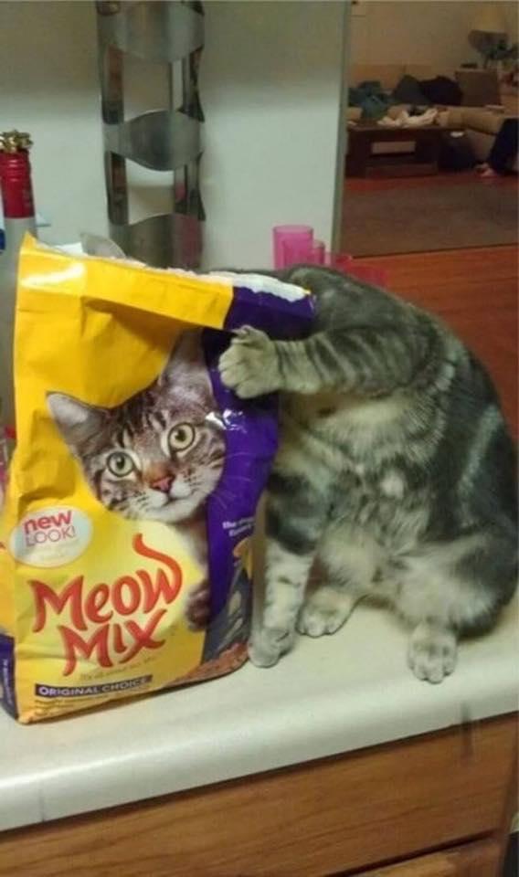 Foto Divertente: Testa del gatto nascosta dietro alla busta delle crocchette
