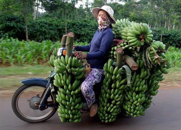 Foto Divertente: Donna su motorino carico di caschi di banane