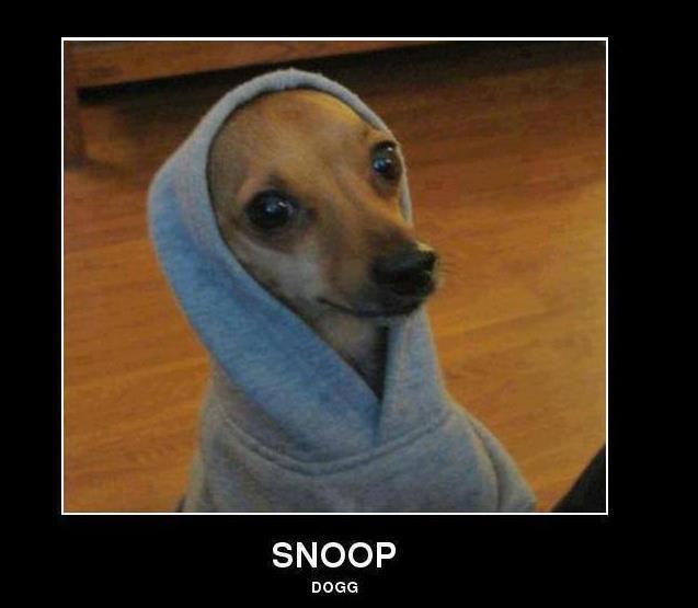 Foto Divertente: Cane vestito da Snoop dog