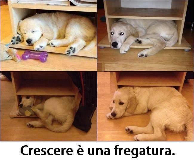 Foto Divertente: Un cane che cresce e non entra più nel cassetto