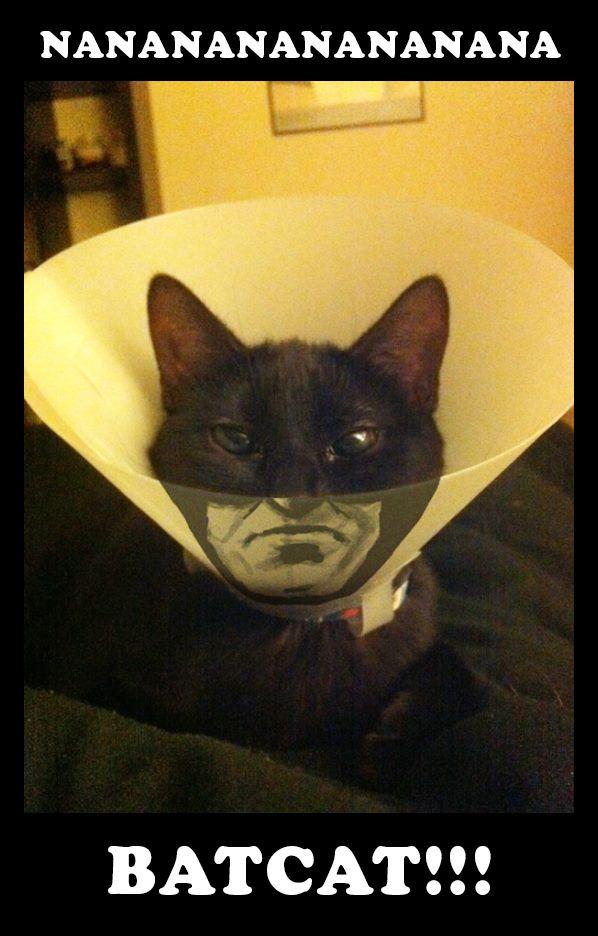 Foto Divertente: Gatto con maschera di batman!