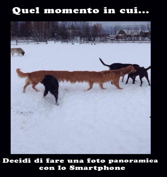 Foto Divertente: Cane allungato per colpa della foto panoramica