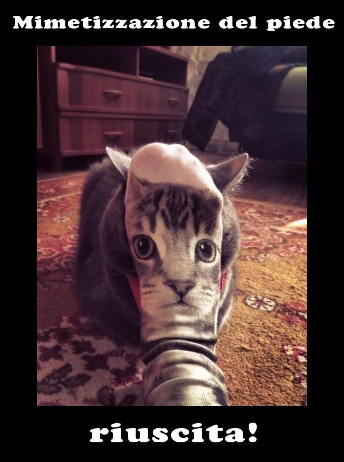 Foto Divertente: Gatto mimetizzato dietro ad un calzino