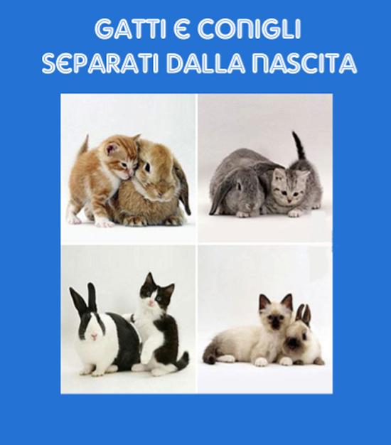 Uguaglianza tra gatti e conigli