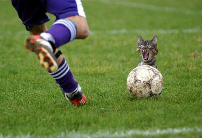 Foto Divertente: Calciatore che tira il pallone con dietro un gatto