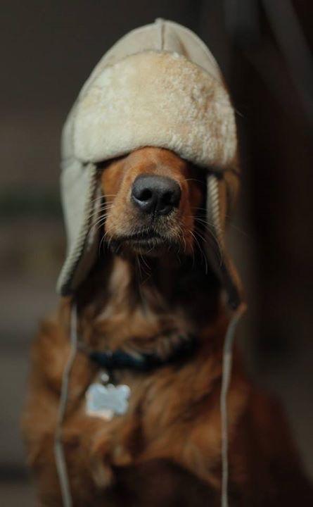 Foto Divertente: Cane con cappello che copre anche gli occhi