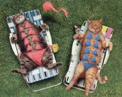 Foto Divertente: Gattine con costume sdraiate al sole