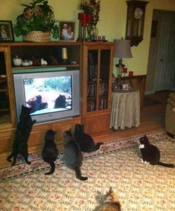 Foto Divertente: Gattini che guardano la televisione