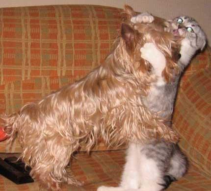 Foto Divertente: Gatto che abbraccia cane ma ha lo sguardo assassino