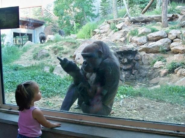 Foto Divertente: Bambina allo zoo
