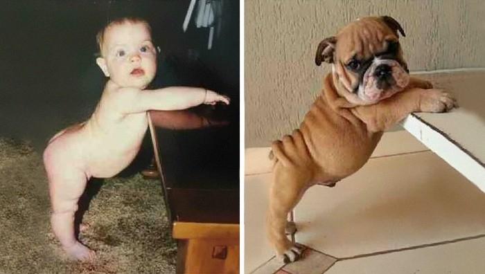 Foto Divertente: Similitudini tra un bambino e un cane...molto in carne