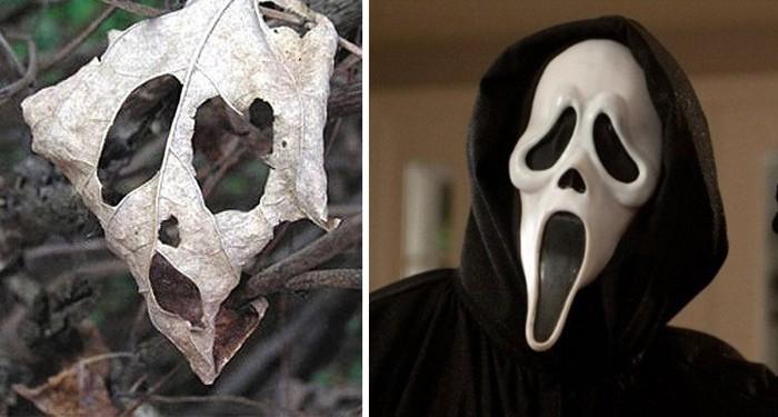 Foto Divertente: Foglia somigliante alla maschera di Scream