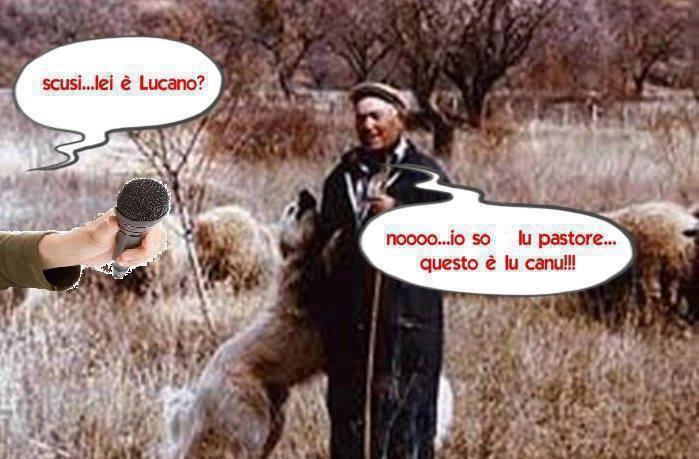 Cane pastore e pubblicità dell'amaro Lucano