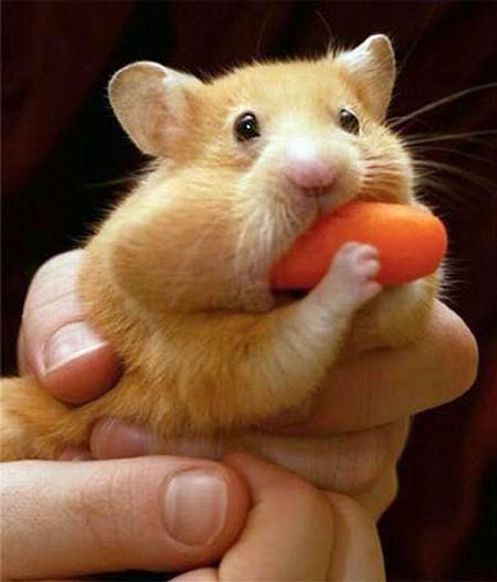 Foto Divertente: Criceto con carota