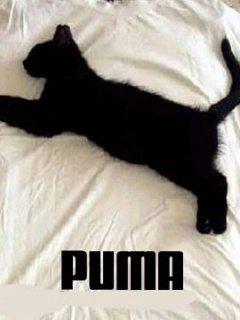 Foto Divertente: Gatto come simbolo della puma