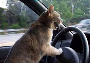 Foto Divertente: Gatto che guida auto